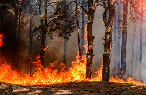 California Wildfire Attorneys